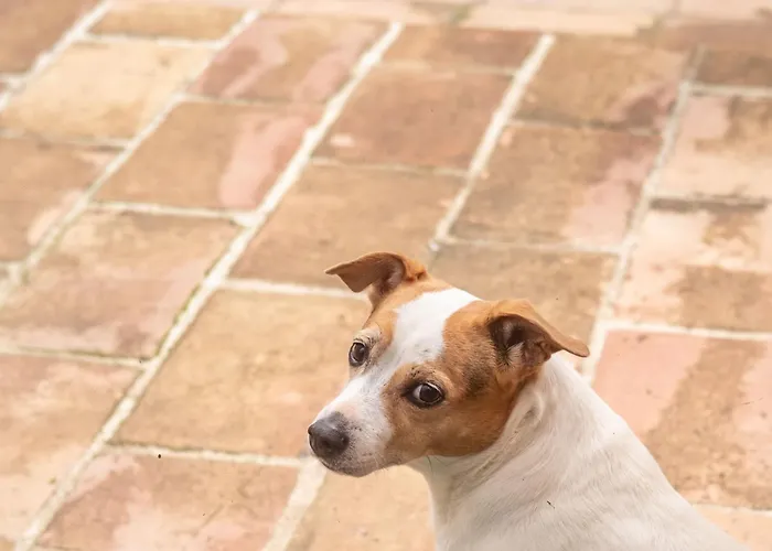 Pierre Blanche Le Calme A 5mn Du Centre Willa Nîmes